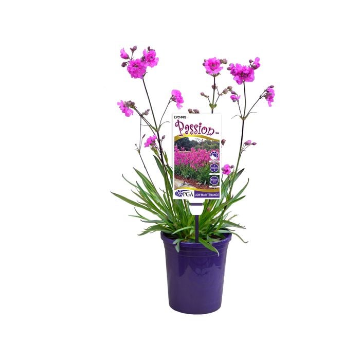 140mm Passion - Lychnis viscaria Splendens Plena