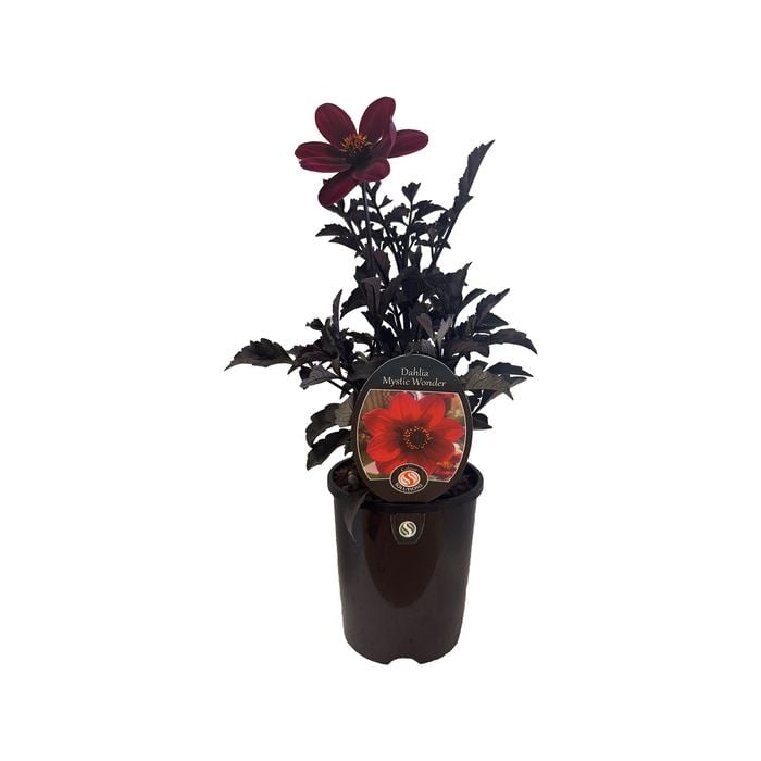 1.5L Dahlia Mystic Wonder - Dahlia