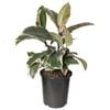 170mm Tineke Rubber Plant - Ficus elastica Tineke
