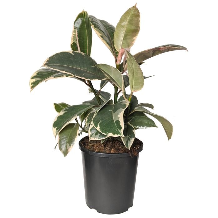 170mm Tineke Rubber Plant - Ficus elastica Tineke