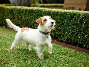 Brown, fluffy dog walking on green grass