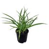 1.3L Mountain Flax - Phormium cookianum