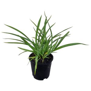 1.3L Mountain Flax - Phormium cookianum