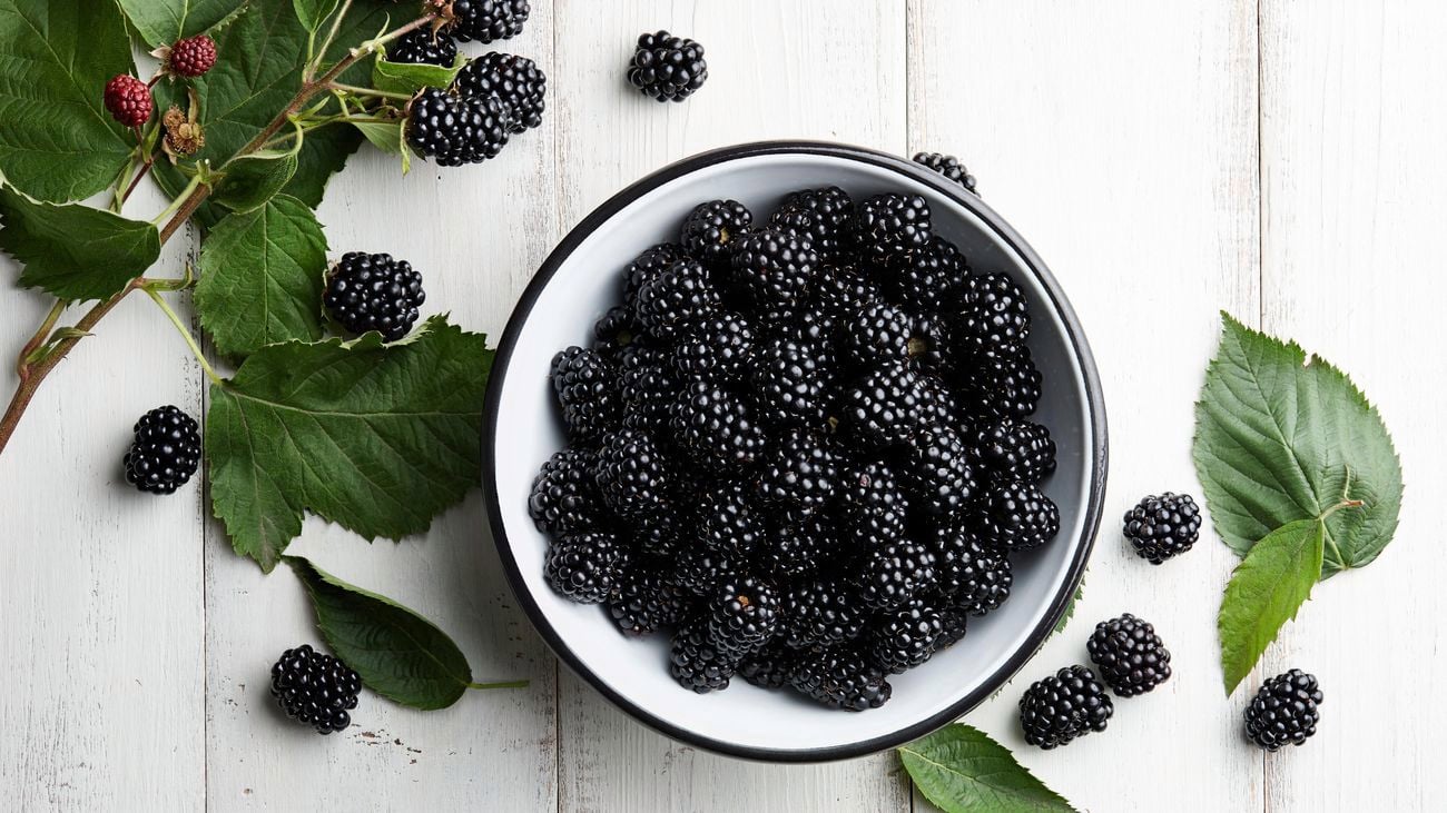 An overhead shot of a bowl of blackberries surrounded by blackberries scattered on the table and a truss of blackberries with leaves attached
