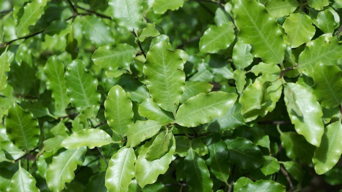 Pittosporums growing.