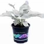 2.5L Senecio Angel Wings - Senecio candicans