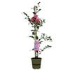 170mm Camellia Volunteer - Camellia hybrid