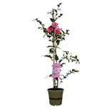 170mm Camellia Volunteer - Camellia hybrid