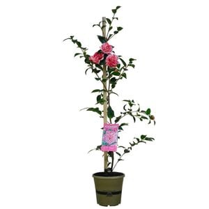 170mm Camellia Volunteer - Camellia hybrid