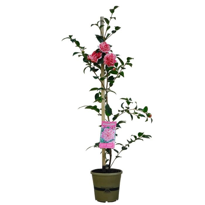 170mm Camellia Volunteer - Camellia hybrid