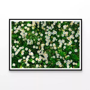 Wild White Daisies Meadow   Print 100% Australian Made 90x60cm  (Poster)