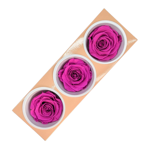 Blooms of Joy 6cm Hot Pink Rose 3 Pack - Bunnings Australia