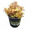 170 mm Tequila Sunrise - Coprosma hybrid