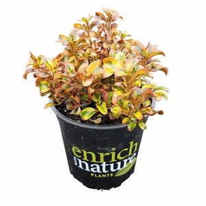 170 mm Tequila Sunrise - Coprosma hybrid