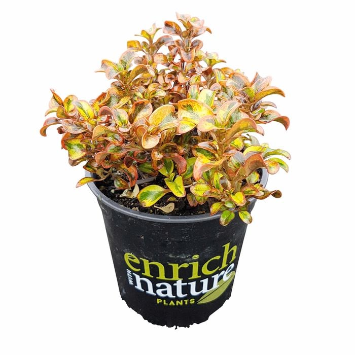 170 mm Tequila Sunrise - Coprosma hybrid