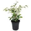 180mm Weeping Fig - Ficus benjamina Variegata