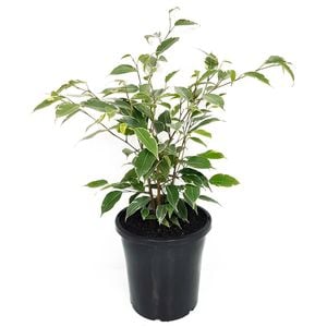 180mm Weeping Fig - Ficus benjamina Variegata