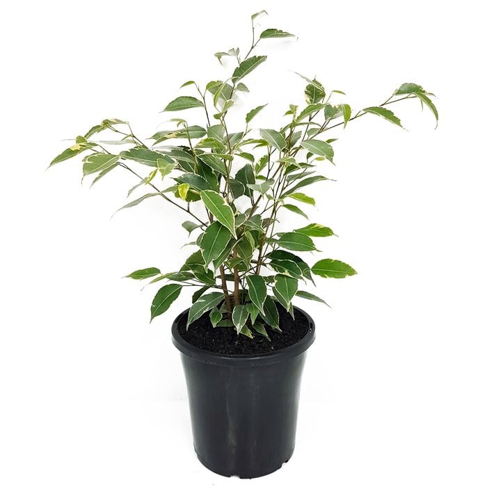 180mm Weeping Fig - Ficus benjamina Variegata