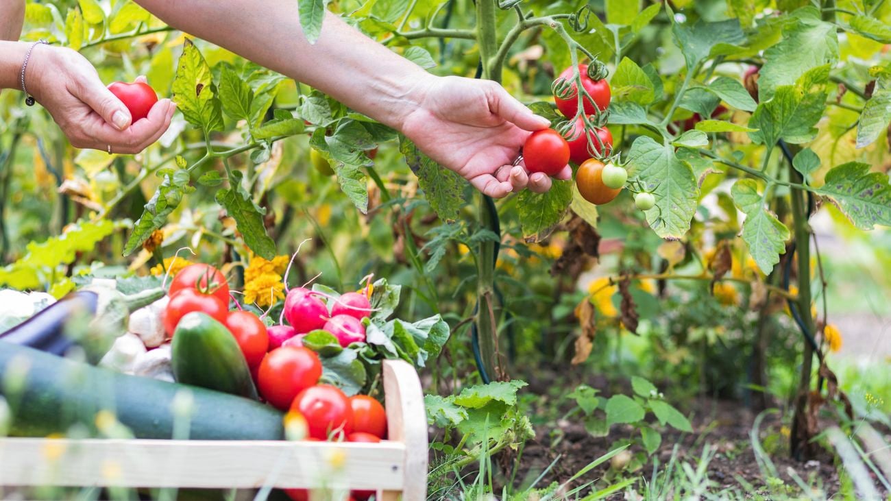 a hand picking ripe red tomatoes off tomato vines with a crate of picked cucumbers, eggplant, radishes and lettuce on the ground