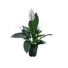 240mm Peace Lily - Spathiphyllum