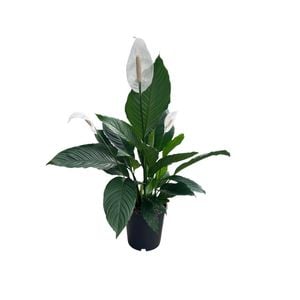 240mm Peace Lily - Spathiphyllum