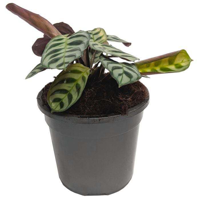 120mm Fishbone Prayer Plant - Ctenanthe burle-marxii