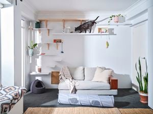 Landscape image of cat crawling on second and fourth shelf