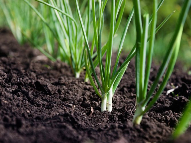 Spring onion plants growing in a garden bed