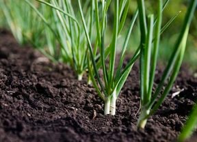 Spring onion plants growing in a garden bed