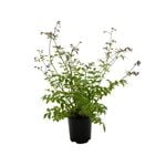 140mm Stairway to Heaven - Polemonium reptans