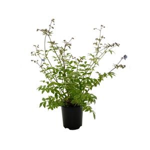 140mm Stairway to Heaven - Polemonium reptans
