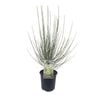 200mm Ornamental Broom 'Snow White' - Cytisus