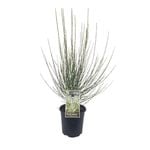 200mm Ornamental Broom 'Snow White' - Cytisus