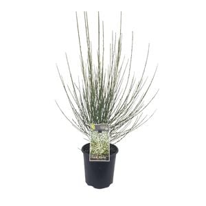 200mm Ornamental Broom 'Snow White' - Cytisus