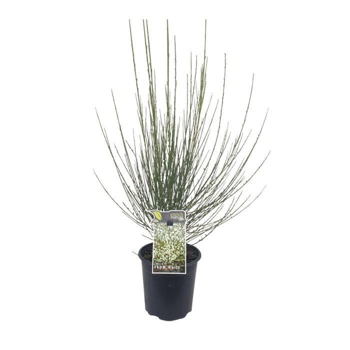 200mm Ornamental Broom 'Snow White' - Cytisus