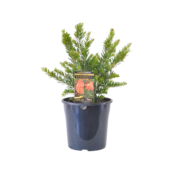 200mm Grevillea Knockout - Grevillea hybrid 