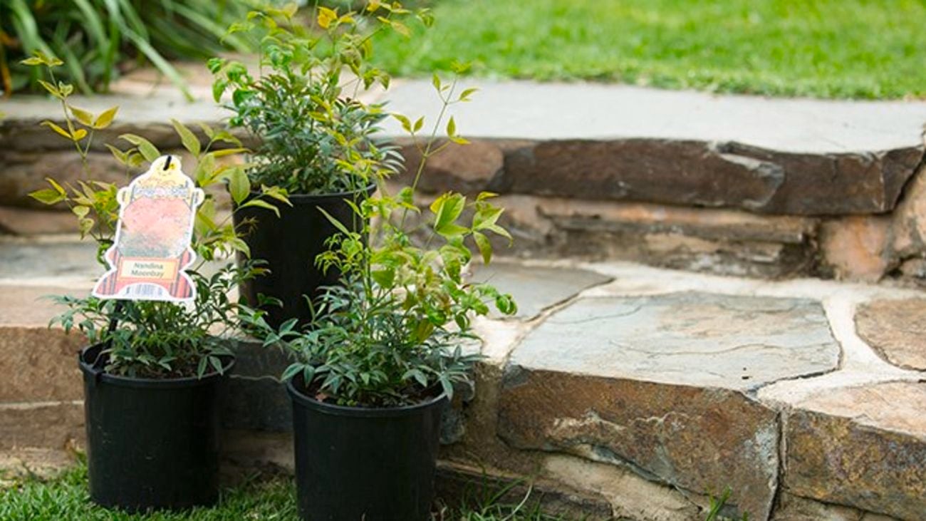 close-up of three young Nandina Moonbay plants on some stone steps