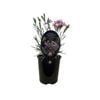 1.5L Dianthus Angel of Peace - Dianthus caryophyllus