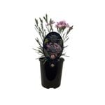 1.5L Dianthus Angel of Peace - Dianthus caryophyllus