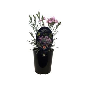 1.5L Dianthus Angel of Peace - Dianthus caryophyllus