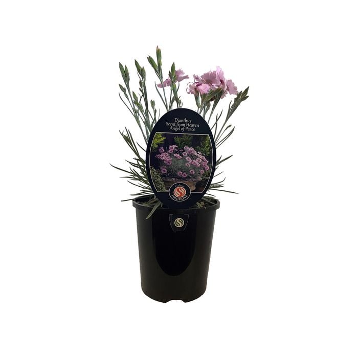 1.5L Dianthus Angel of Peace - Dianthus caryophyllus