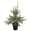 4L Red Bottle Brush - Callistemon Slim