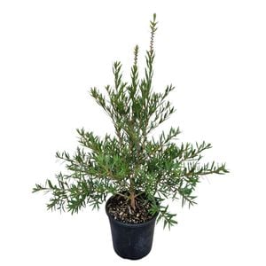 4L Red Bottle Brush - Callistemon Slim