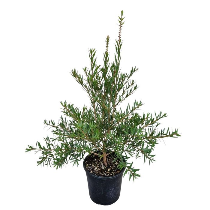 4L Red Bottle Brush - Callistemon Slim