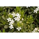 140mm Ceeping Boobialla Broadleaf White - Myoporum parvifolium
