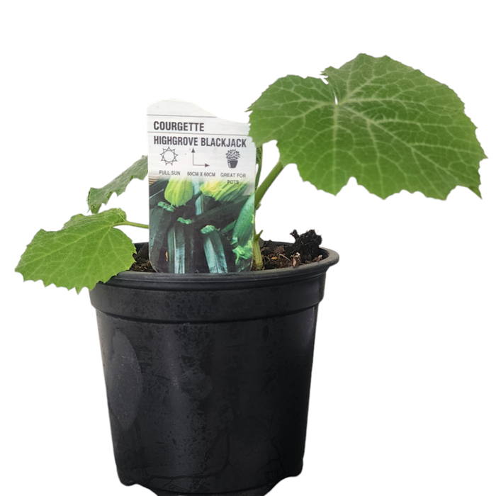 Plant Patio Garden Courgette 10cm
