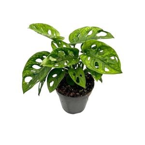 120mm Monstera Monkey Mask - Monstera adansonii