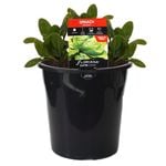 180mm Spinach Ironman - Spinacia olearacea