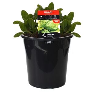 180mm Spinach Ironman - Spinacia olearacea