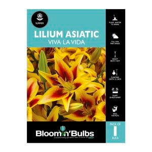 Bloomin' Bulbs Lilium Viva La Vida - 1 Pack